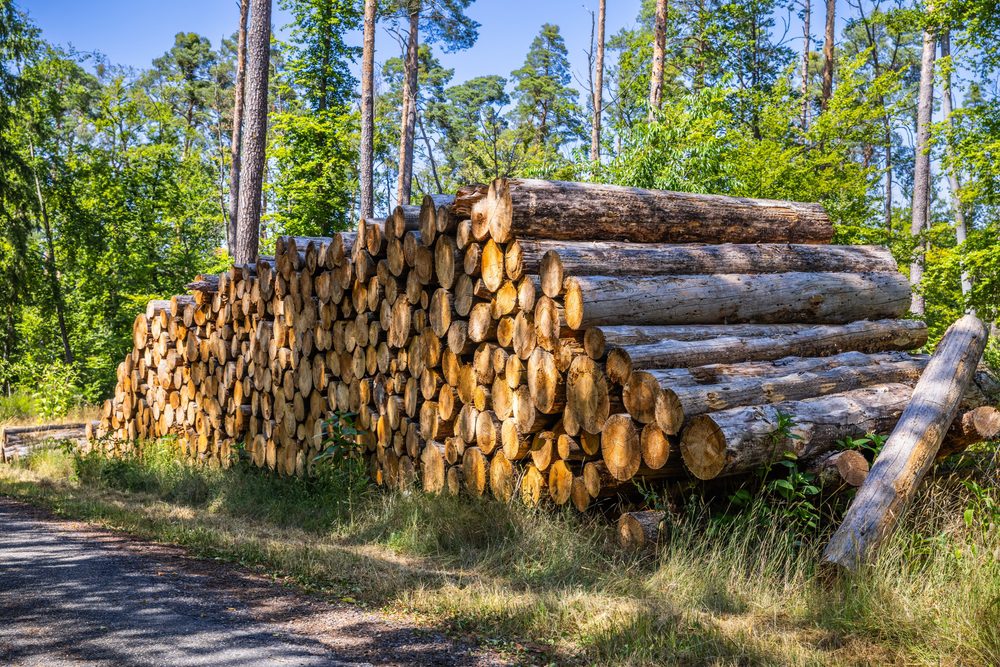 Timber harvest